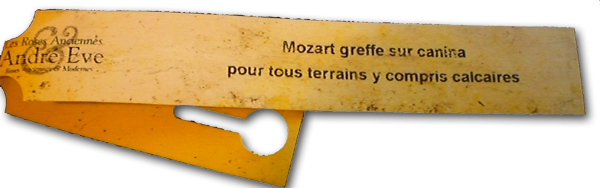 Rosier_Mozart_sur_canina