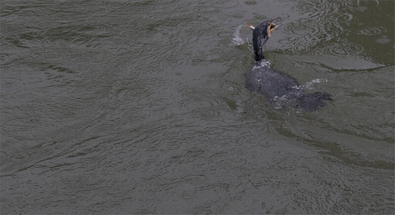 oiseau cormoran poisson pluie 1 120221