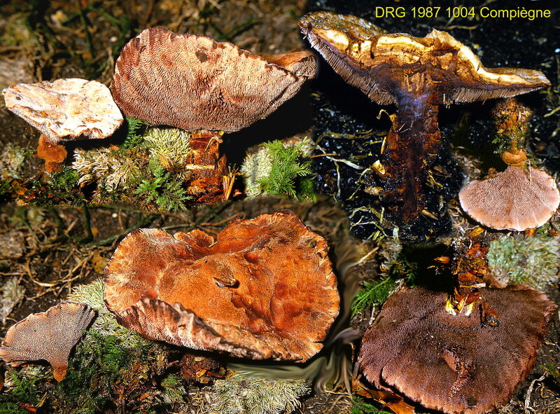 Hydnellum_ferrugineum_1987_1004_mont