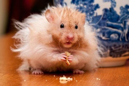 hamster-fluffy-food-485x728