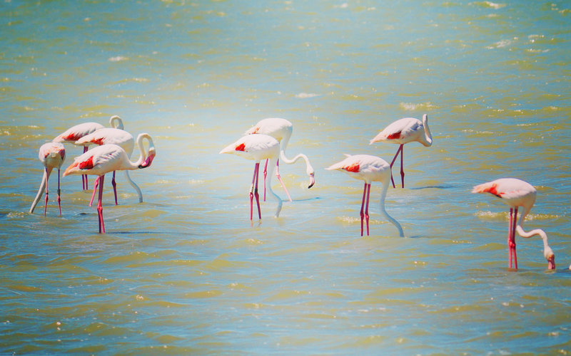 flamants roses