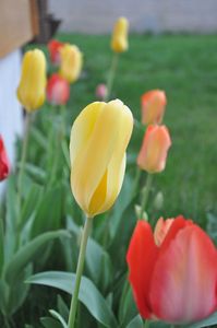 Tulipes 002