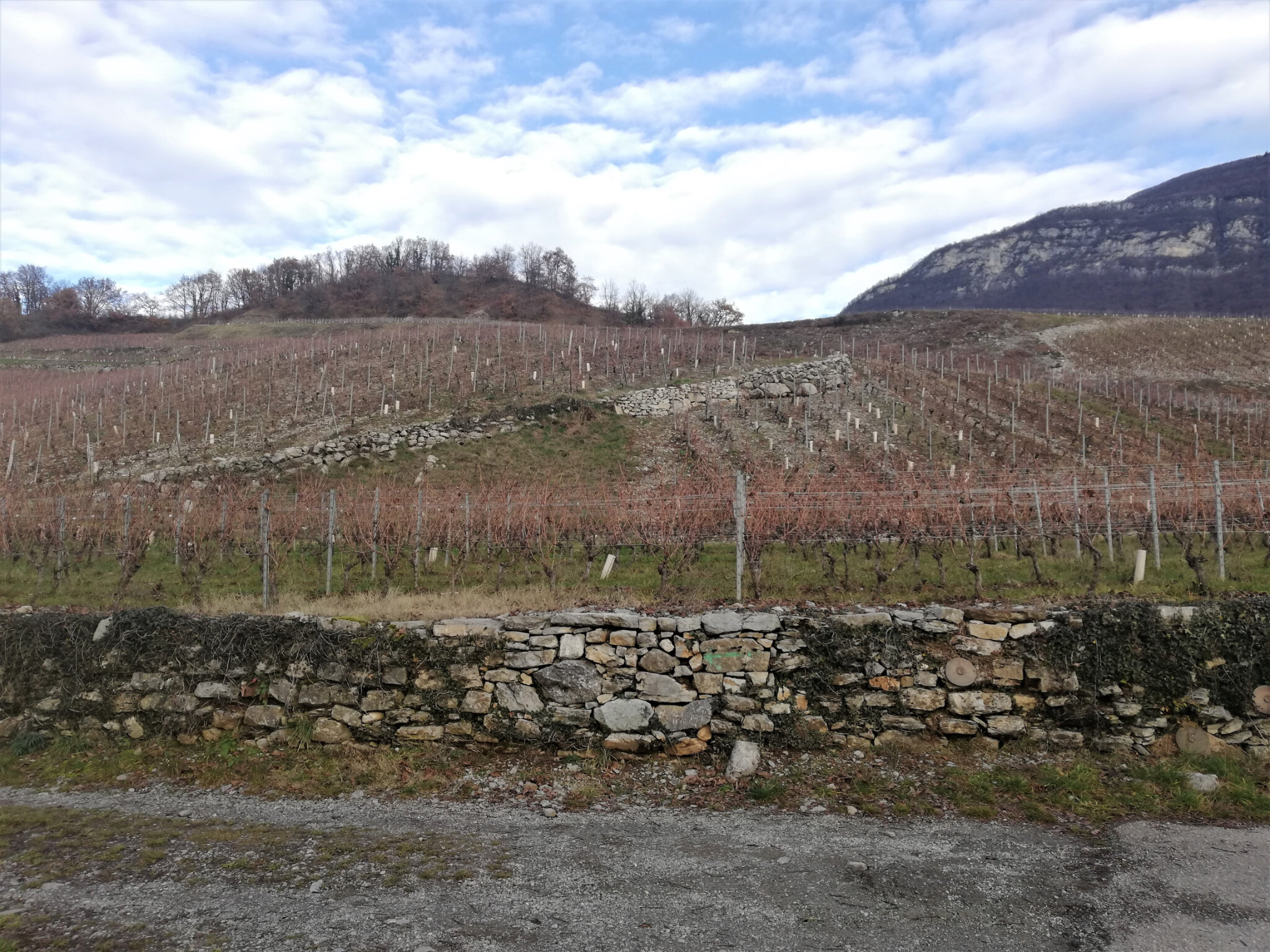 Vignes Chignin 2020 12 17 (3)