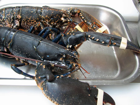 homard