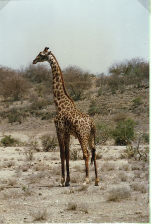 girafe_1
