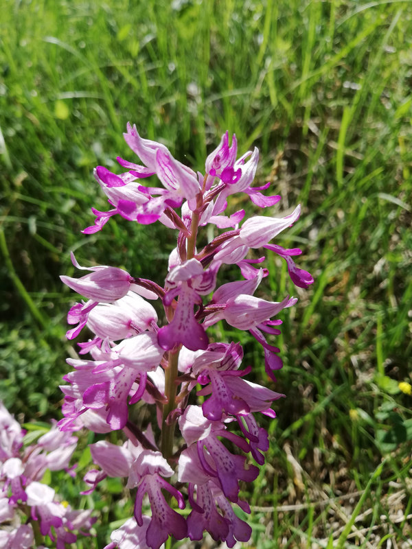 Orchis militaire 1