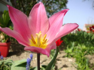 tulipes_c