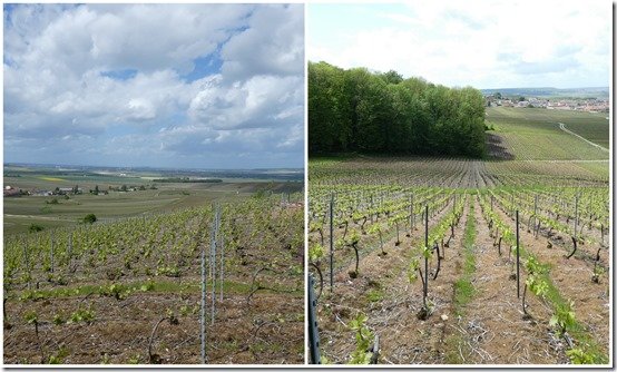 vignes 25 mai 2021 (2) vignes 25 mai 2021 (2)