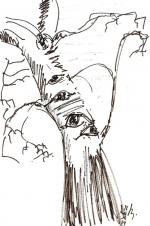 bouleau