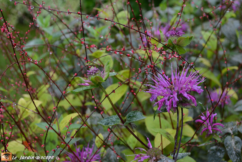 Monarde et fleurettes de Percicaria virginiana