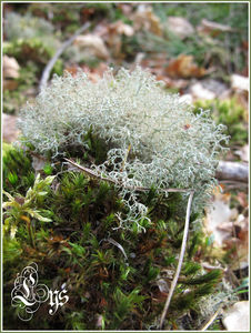 Lichen