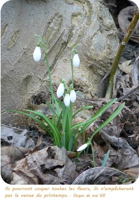 Quartier Drouot - Perce-neige