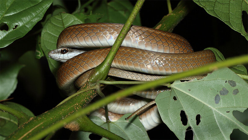 Mastigodryas boddaerti - adulte