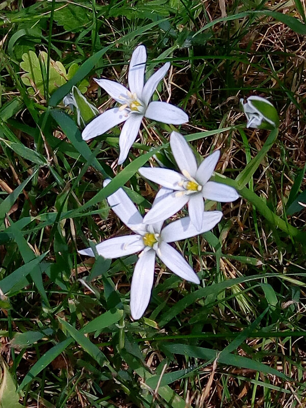 star_of_bethlehem_marionfleurs