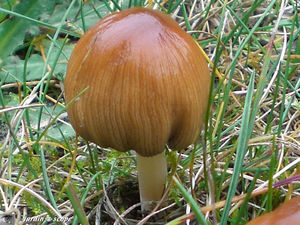 Coprinus_micaceus