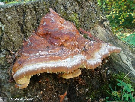 Fomitopsis pinicola