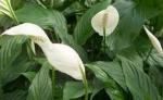 Paysagiste-pays-basque-plante-depolluante-entree-Spathiphyllum