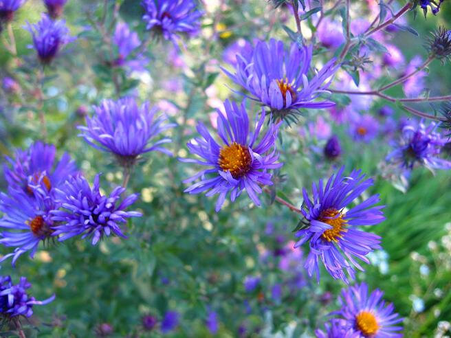 asters-automne