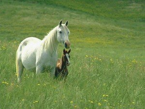 horse_and_little_horse