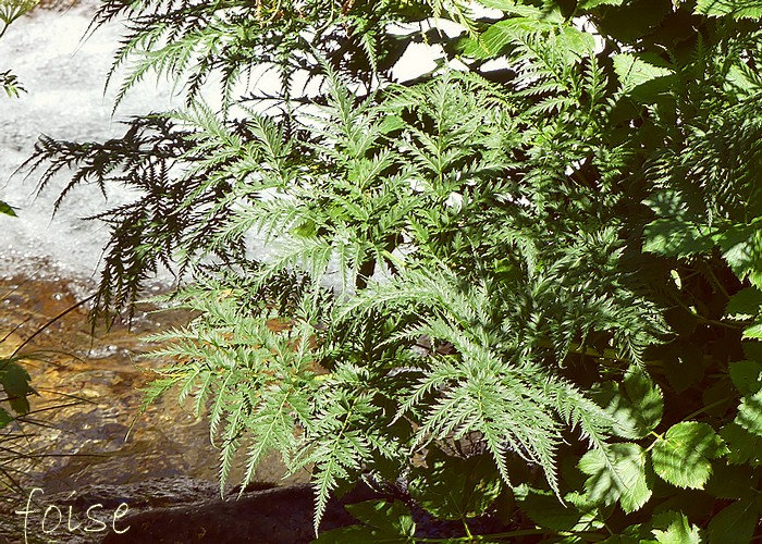 feuilles inférieures très grandes tripennatiséquées aa