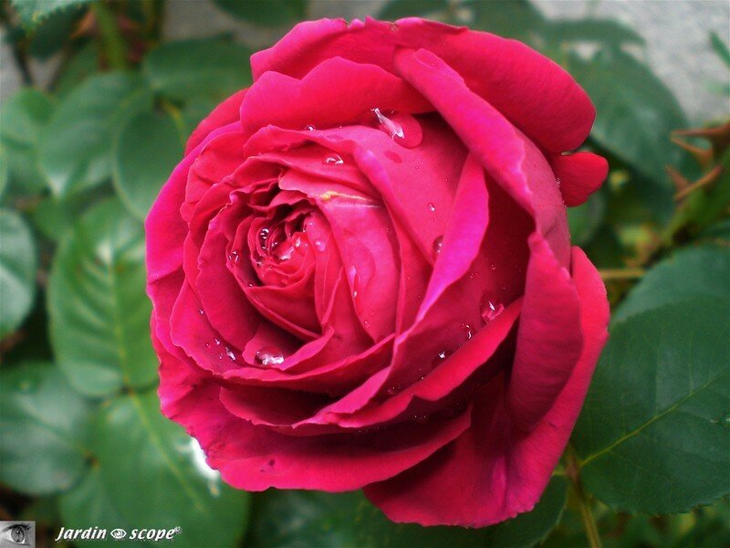 Rosier anglais 'Othello'