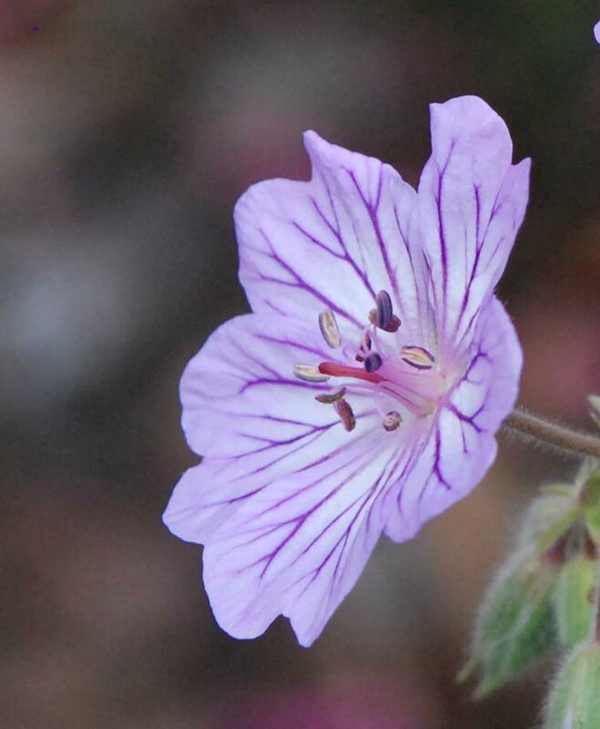 Geranium malviflorum