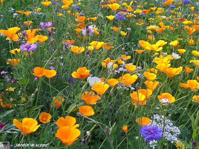 Tapis de fleurs des champs pour attirer les insectes