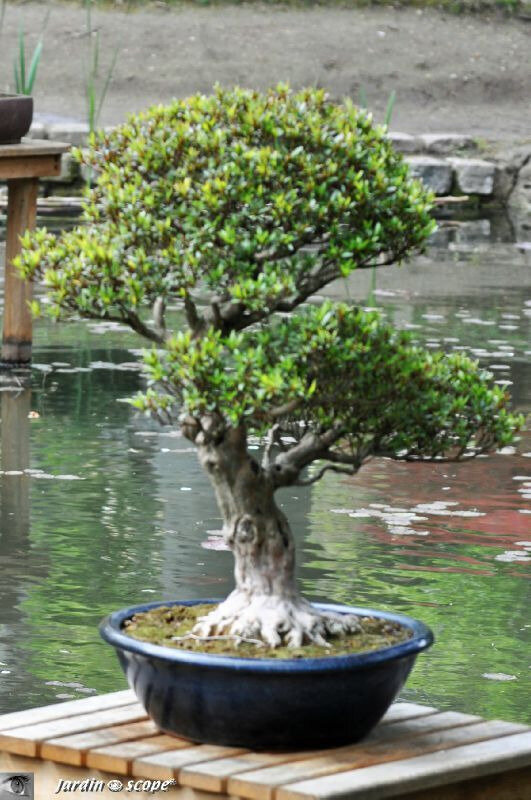 BonsaïRhododendron indicum Kinsai  (sous réserve)