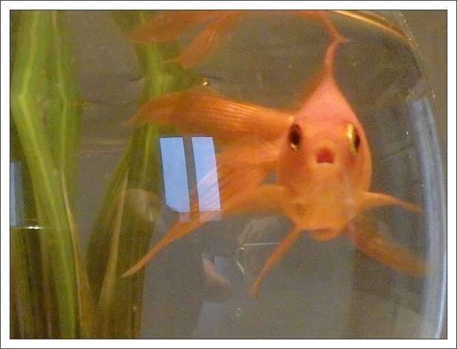 poisson rouge fenetre