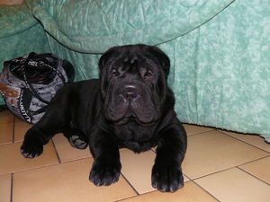 No_l_2008_055
