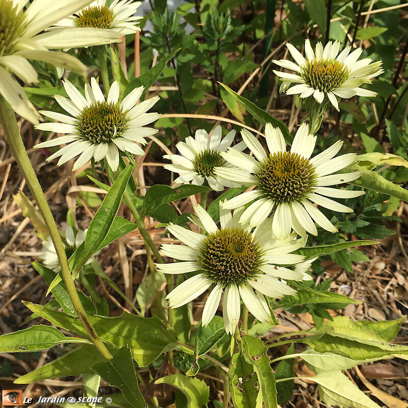 Echinacea-purpurea-Virgin