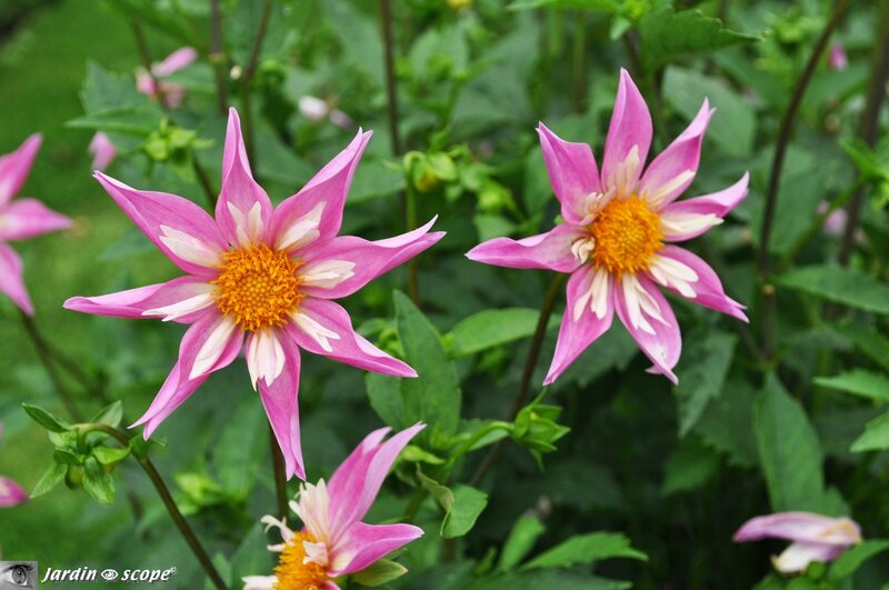 Dahlia-Lorona-Down - photo archives JardinOscope