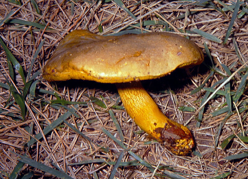Boletus_ornatipes_1989_0825__1_