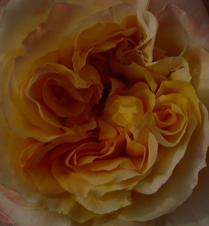 rose_jaune_et_rose_005