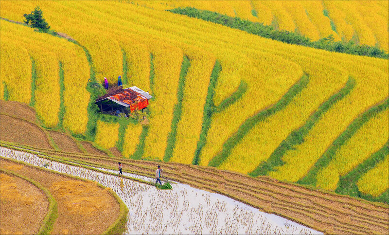 Brillante-beau-rizieres-en-terrasse-le-du-VietNam-1