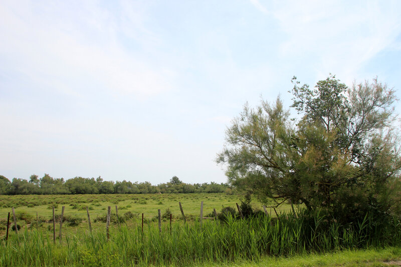 camargue_pre