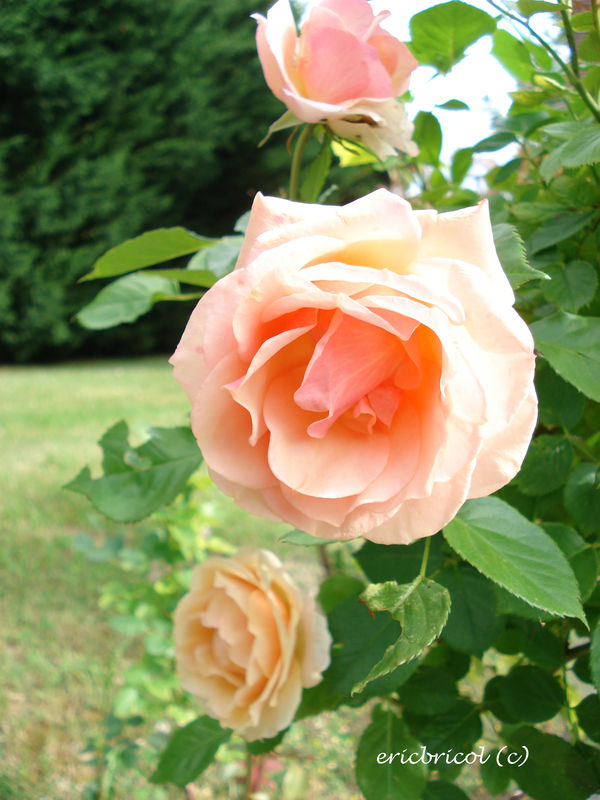mes fleurs 009_modifié-1