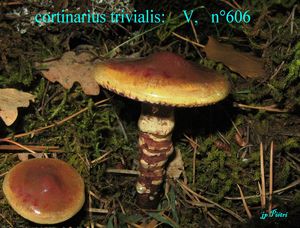 cortinarius_trivialis__n_606