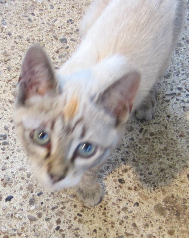 Chaton 001