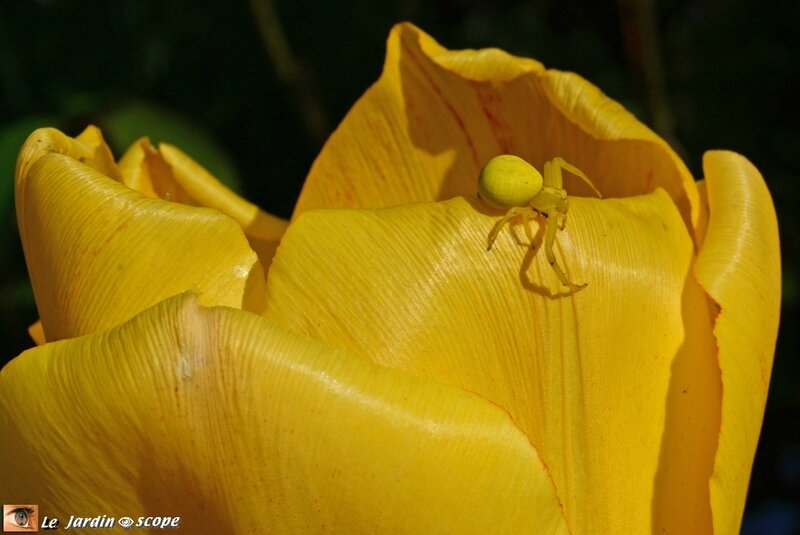 Tomise-jaune