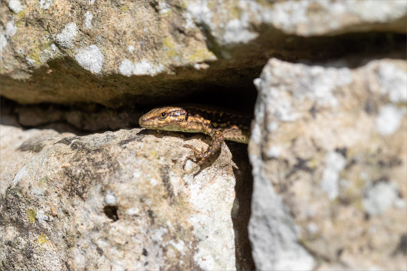 Mur lézard macro 1 ombre 280923