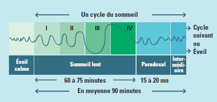 sommeil_fonctionnement_tcm377-113087