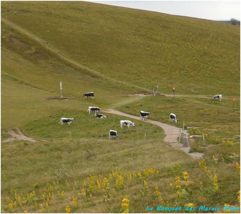 vaches3