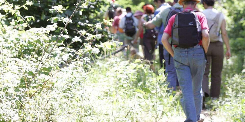 une circulation en forêt