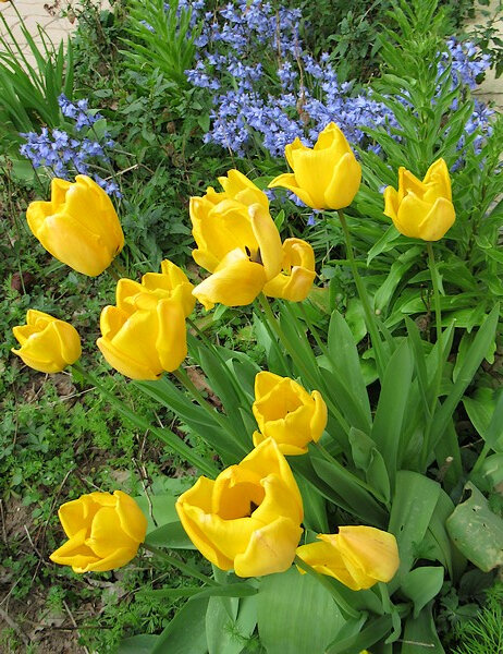 20190424 tulipes et scilles