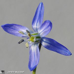 Scille de Sibérie • Scilla Sibirica