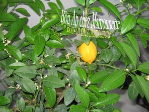 Citronnier et oranger 10 et 11 avril 2012 017