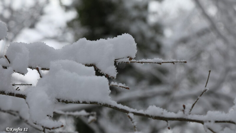 Photos JMP©Koufra 12 - Cornus - Neige - 28012019 - 0141