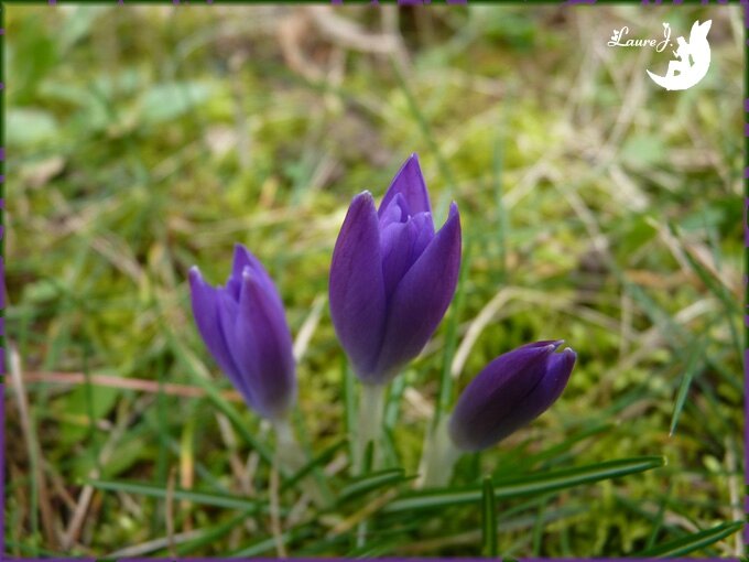 crocus violets 2014 1