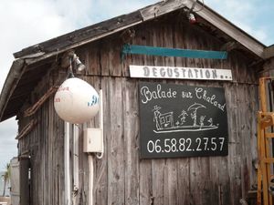 cap ferret 4